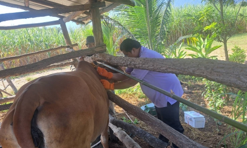 บริการฉีดวัคซีนป้องกันโรคปากและเท้าเปื่อย วัคซีนเฮโมรายิกเซพติซิเมีย และลัมปี สกิน ในโค-ก  ระบือ แพะ แกะ รอบ 1/2568